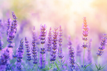 Fototapeta premium This image features delicate purple lavender flowers bathed in warm sunset light, creating a beautiful and serene natural scene that evokes feelings of calm and tranquility.