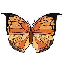 butterfly illustration