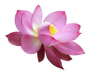 Pink lotus flower blossom, isolated image on transparent background