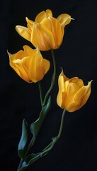 Three vibrant yellow tulips with green stems set against a dark background, highlighting their delicate petals and elegant form.