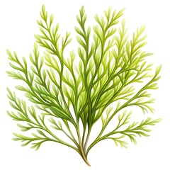 Naklejka premium Seaweed illustration isolated on white background