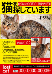 迷子猫 ポスター アウトラインなし テンプレート