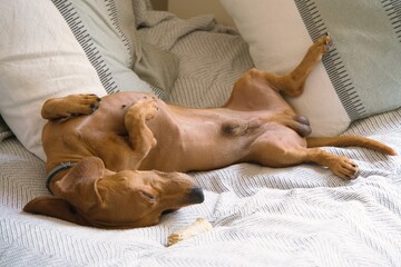A confident Dachshund lying on its back