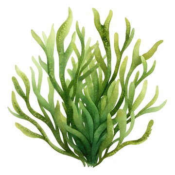 green watercolor seaweed plant clip art preview