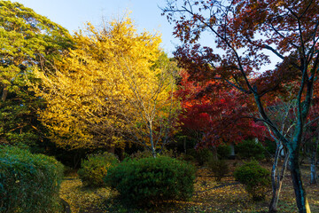 日本の風景・秋　古都鎌倉　紅葉の源氏山公園