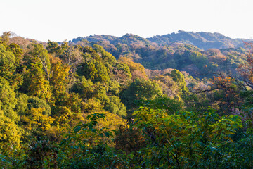 日本の風景・秋　古都鎌倉　紅葉の源氏山公園
