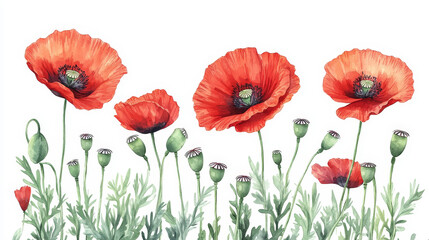 Fototapeta premium vibrant display of red poppies with delicate buds set against a clean white background. The poppies are in full bloom, showcasing their bright red petals that appear soft and velvety.