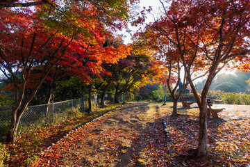 日本の風景・秋　古都鎌倉　紅葉の源氏山公園