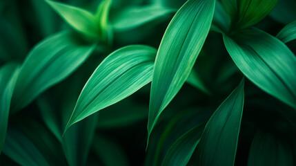 Obraz premium A close-up, macro view of a green tropical plant, showcasing the intricate details of its lush, vibrant leaves. The image focuses on the flowing lines and natural curves of the leaves, 