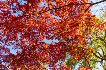 日本の風景・秋　古都鎌倉　紅葉の源氏山公園