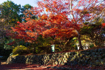 日本の風景・秋　古都鎌倉　紅葉の源氏山公園