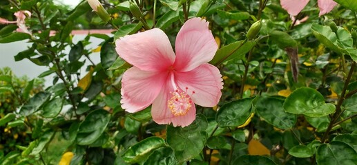 Pink Hibiscus Flower Full Blossoming on Green Leaves Background