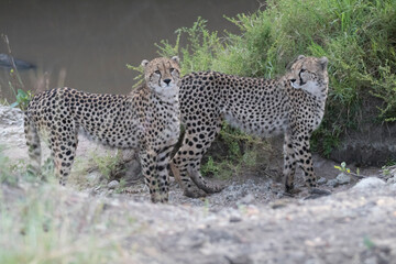 Africa, Kenya, Masai Mara National Reserve. Cheetah (Acinonyx jubatus). 2016-08-04