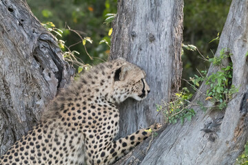 Africa, Kenya, Masai Mara National Reserve. Cheetah (Acinonyx jubatus). 2016-08-04