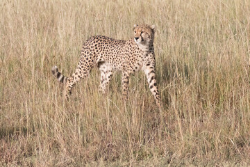 Africa, Kenya, Masai Mara National Reserve. Cheetah (Acinonyx jubatus). 2016-08-04