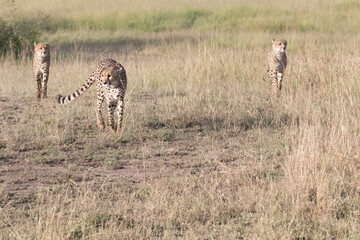 Africa, Kenya, Masai Mara National Reserve. Cheetah (Acinonyx jubatus). 2016-08-04