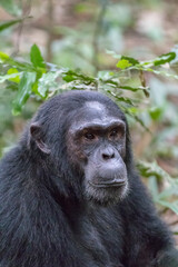 Africa, Uganda, Kibale Forest National Park.  Chimpanzee (Pan troglodytes) in forest. 2016-08-04