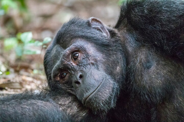 Africa, Uganda, Kibale Forest National Park.  Chimpanzee (Pan troglodytes) in forest. 2016-08-04