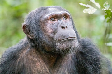 Africa, Uganda, Kibale Forest National Park.  Chimpanzee (Pan troglodytes) in forest. Head-shot, face. 2016-08-04