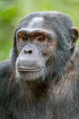 Africa, Uganda, Kibale Forest National Park.  Chimpanzee (Pan troglodytes) in forest. Head-shot, face. 2016-08-04