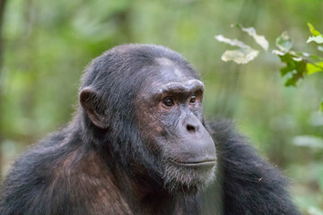 Africa, Uganda, Kibale Forest National Park.  Chimpanzee (Pan troglodytes) in forest. Head-shot, face. 2016-08-04