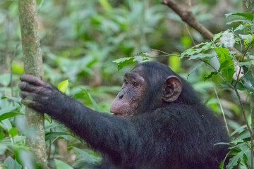Africa, Uganda, Kibale Forest National Park.  Chimpanzee (Pan troglodytes) in forest. 2016-08-04