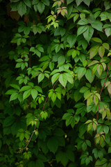 vineyard foliage leaves summer greenery