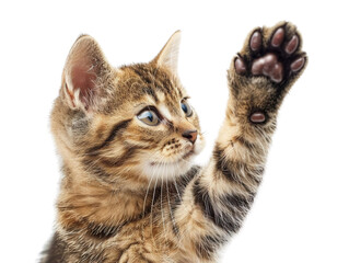 Fototapeta premium Cat extending its paw for a high five, PNG, detailed and playful, cute and dynamic, fur texture visible