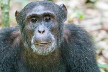 Africa, Uganda, Kibale Forest National Park.  Chimpanzee (Pan troglodytes) in forest. Head-shot, face. 2016-08-04