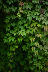 vineyard foliage leaves summer greenery