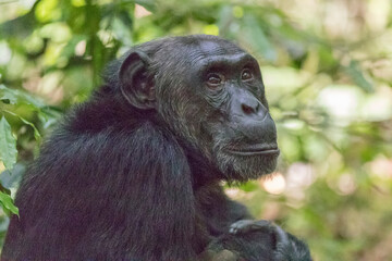 Africa, Uganda, Kibale Forest National Park.  Chimpanzee (Pan troglodytes) in forest. 2016-08-04