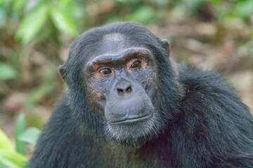 Africa, Uganda, Kibale Forest National Park.  Chimpanzee (Pan troglodytes) in forest. Head-shot,...