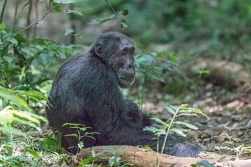 Obraz premium Africa, Uganda, Kibale Forest National Park. Chimpanzee (Pan troglodytes) in forest. 2016-08-04