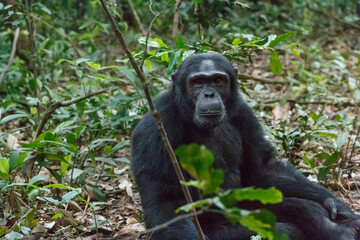 Africa, Uganda, Kibale Forest National Park.  Chimpanzee (Pan troglodytes) in forest. 2016-08-04