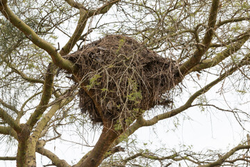 Uganda, Bwindi Impenetrable National Park. UNESCO Heritage site. Bird nest in tree. 2016-08-04