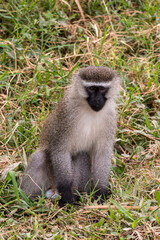 Uganda, Bwindi Impenetrable National Park. UNESCO Heritage site. Vervet Monkey (Chlorocebus) in grass. 2016-08-04