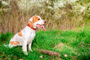 A white English cocker spaniel puppy sits sideways in the grass. The dog is looking intently at...