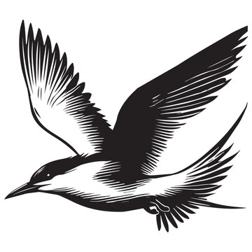 recommend clip art: Royal Tern Silhouette, Thalasseus maximus Clipart,  Royal Tern in fast flight Illustration in black and white