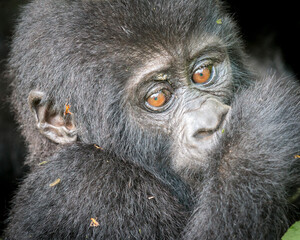 Africa, Uganda, Bwindi Impenetrable Forest and National Park.  Mountain, or eastern gorillas, Gorilla beringei. 2016-08-04