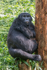 Africa, Uganda, Bwindi Impenetrable Forest and National Park.  Mountain, or eastern gorillas, Gorilla beringei. 2016-08-04