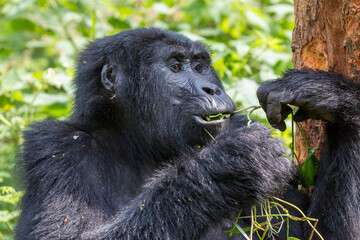 Africa, Uganda, Bwindi Impenetrable Forest and National Park.  Mountain, or eastern gorillas, Gorilla beringei. 2016-08-04