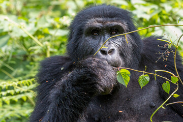 Africa, Uganda, Bwindi Impenetrable Forest and National Park.  Mountain, or eastern gorillas, Gorilla beringei. 2016-08-04