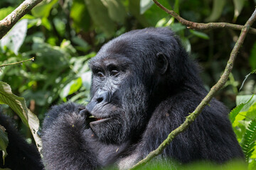 Africa, Uganda, Bwindi Impenetrable Forest and National Park.  Mountain, or eastern gorillas, Gorilla beringei. 2016-08-04