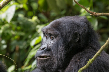 Africa, Uganda, Bwindi Impenetrable Forest and National Park.  Mountain, or eastern gorillas, Gorilla beringei. 2016-08-04