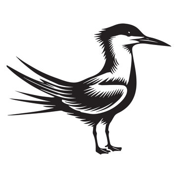 recommend clip art: Royal Tern Silhouette, Thalasseus maximus Clipart, Royal Tern standing Illustration in black and white