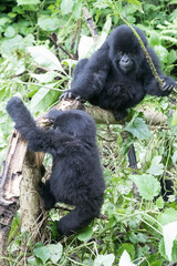 Africa, Rwanda, Musanze District, Volcanoes National Park, Ruhengeri, Kinigi. Gorilla, beringei beringei, Mountain gorilla. 2016-08-04