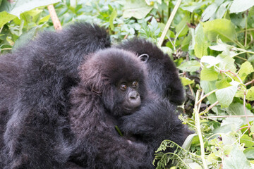 Africa, Rwanda, Musanze District, Volcanoes National Park, Ruhengeri, Kinigi. Gorilla, beringei beringei, Mountain gorilla. Baby and mother. 2016-08-04