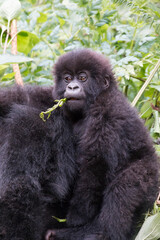 Fototapeta premium Africa, Rwanda, Musanze District, Volcanoes National Park, Ruhengeri, Kinigi. Gorilla, beringei beringei, Mountain gorilla. Baby and mother. 2016-08-04