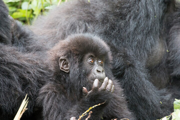 Africa, Rwanda, Musanze District, Volcanoes National Park, Ruhengeri, Kinigi. Gorilla, beringei beringei, Mountain gorilla. Baby and mother. 2016-08-04