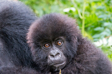 Africa, Rwanda, Musanze District, Volcanoes National Park, Ruhengeri, Kinigi. Gorilla, beringei beringei, Mountain gorilla. Baby and mother. 2016-08-04